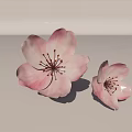Two Soft Pink Cherry Blossom Flowers With Delicate Petals And Yellow Stamens