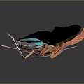 Vibrant Flying Insect With Red Blue Green Spread Wings And Colorful Spotted Patterns