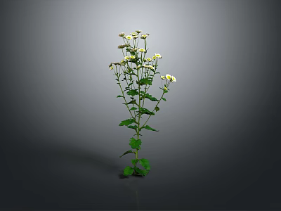 Green Leafy Plant With Small White Flowers On Single Stem Against Grey Background 3d model