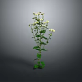 Green Leafy Plant With Small White Flowers On Single Stem Against Grey Background