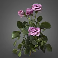 Decorative Vase with Purple Roses and Green Leaves Fresh Floral Arrangement