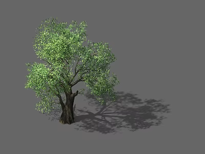 Realistic 3D Rendering of Arbor With Green Foliage Brown Trunk And Shadow 3d model