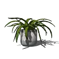 Bonsai Potted Plant With Long Slender Green Leaves In Gray Ceramic Pot