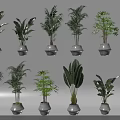 Various Types Of Bonsai Potted Green Plants In White Pots For Indoor Decoration