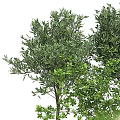 Lush Green Bonsai Plants with Slender Trunks in White Pots with Blue Patterns