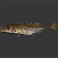 Spiked Brown Fish As Daily Household Food Item On Smooth Reflective Surface