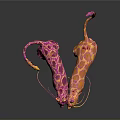 Two Colorful Patterned Feline Animals With Long Tails Interacting On Dark Background