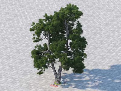 Tall Arbor With Lush Green Foliage Thick Trunk Casting Shadow On Paved Ground 3d model