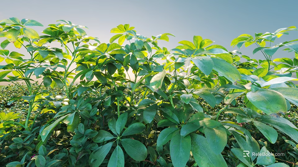 Lush Green Shrubs With Fresh Dewy Leaves Under Morning Sunlight 3d model 
