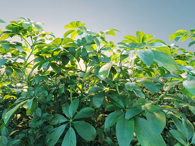 Lush Green Shrubs With Fresh Dewy Leaves Under Morning Sunlight 3d model