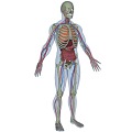 Medical Devices Human Body Structure Human Anatomy Medical Human Body Structure Profile Human Organs 3d model