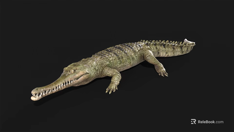 Detailed Realistic Reptile Crocodile With Long Snout Sharp Teeth And Scaly Body 3d model 