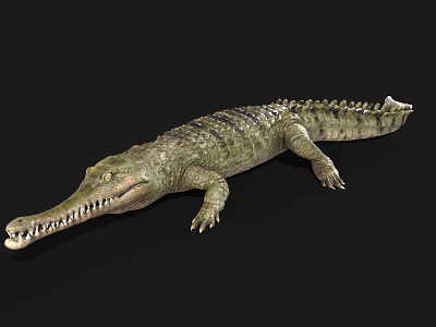 Detailed Realistic Reptile Crocodile With Long Snout Sharp Teeth And Scaly Body 3d model