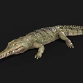 Detailed Realistic Reptile Crocodile With Long Snout Sharp Teeth And Scaly Body