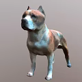 Brown And White Medium Sized Dog Standing On Neutral Gray Background