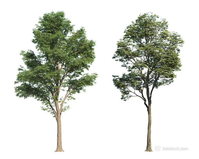Two Arbor Trees With Green Foliage And Lush Canopy In Natural Scene 3d model 