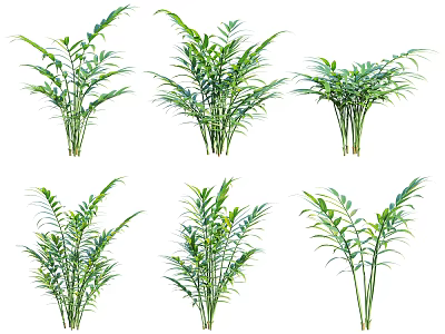 Six Clusters Of Green Bushes With Slender Leaves In Various Poses On White Background 3d model