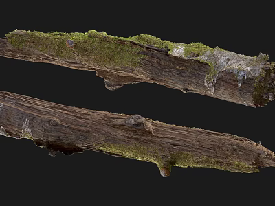 Weathered Arbor Tree Trunks Covered With Green Moss And Natural Texture 3d model
