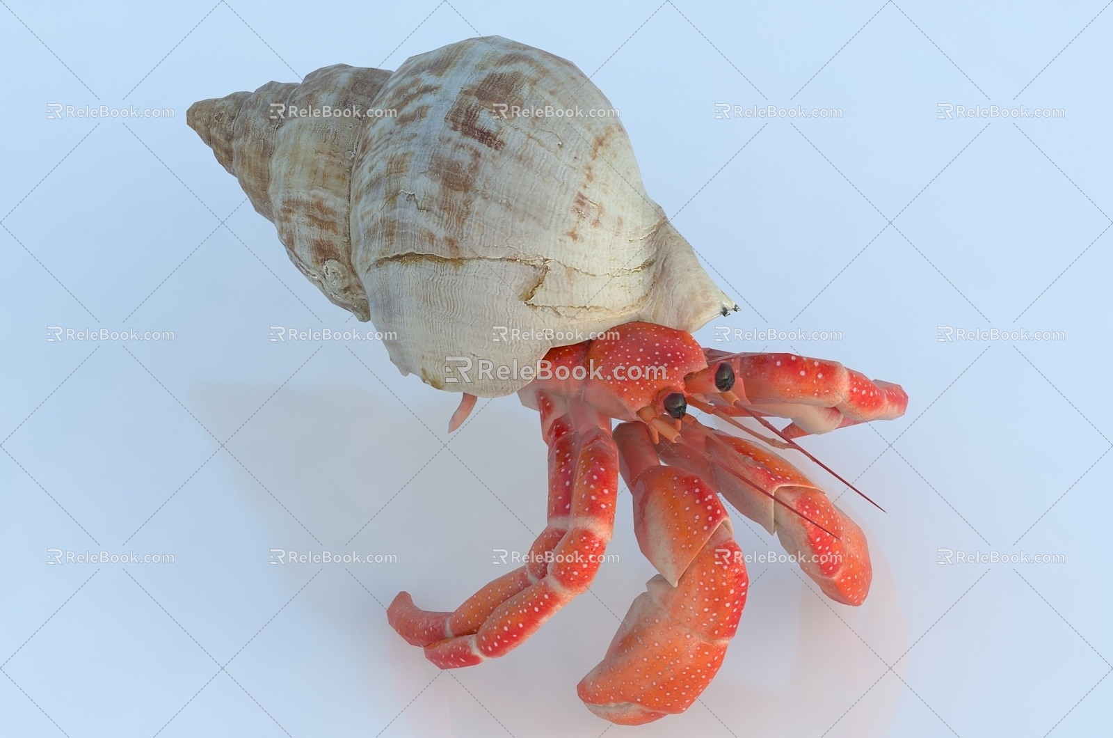 Hermit crab crab conch shell marine life seafood 3d model