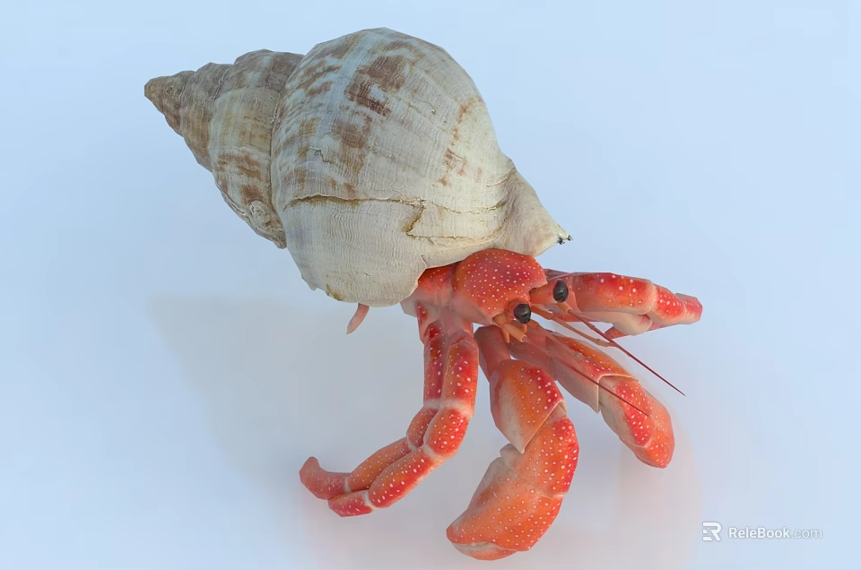 Close Up View Of Red Spotted Hermit Crab With Conch Shell On White Background 3d model 