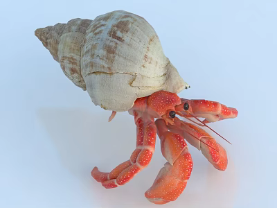 Close Up View Of Red Spotted Hermit Crab With Conch Shell On White Background 3d model