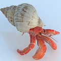 Hermit crab crab conch shell marine life seafood 3d model