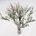 Elegant Bonsai Plant with Purple Blossoms Green Leaves and Gray Ceramic Pot