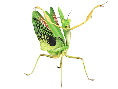 Green Praying Mantis With Spread Wings And Red Black Spots On Wings In Standing Posture 3d model