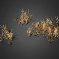 Clusters of Wispy Golden Brown Dried Grass Plants on Dark Background