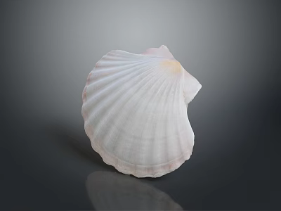 Scallop With Pink And White Fan Shaped Smooth Shell On Natural Background 3d model