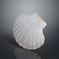 Scallop With Pink And White Fan Shaped Smooth Shell On Natural Background
