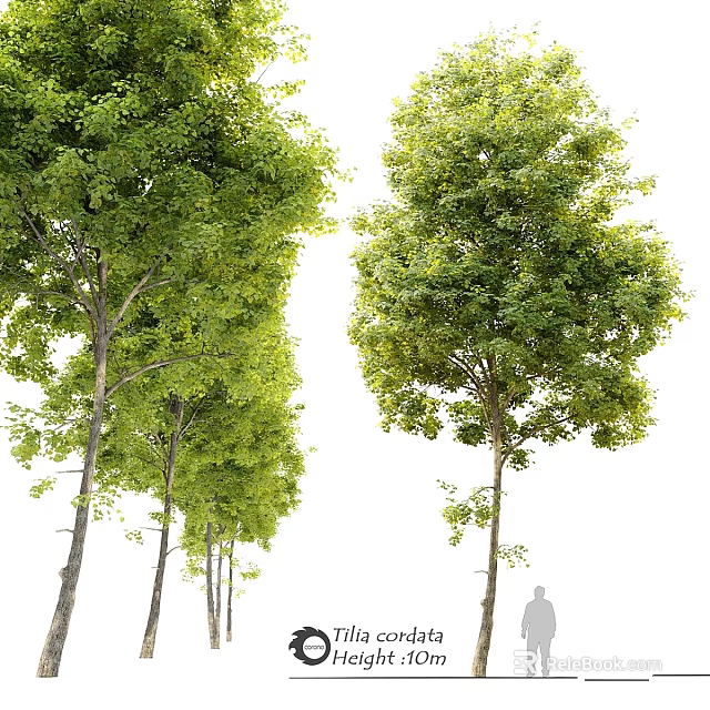 Lush Green Trees As Beautiful Garden Features In Natural Outdoor Space 3d model 