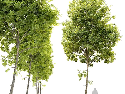 Lush Green Trees As Beautiful Garden Features In Natural Outdoor Space 3d model