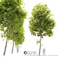 Lush Green Trees As Beautiful Garden Features In Natural Outdoor Space