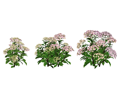 Modern Flower Hydrangea model