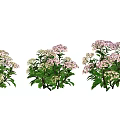 Modern Flower Hydrangea 3d model
