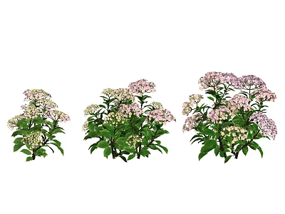 Bushy Flowering Plants With Pink And White Blooms And Lush Green Leaves In Garden 3d model