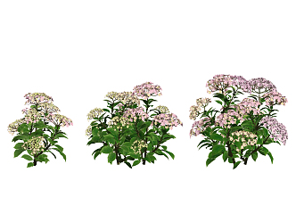 Modern Flower Hydrangea 3d model