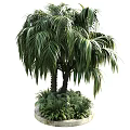 Lush Palm Arbor With Long Green Fronds Trunk And Surrounding Small Plants