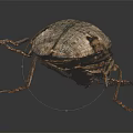 Detailed view of brown and black beetle with wings on dark background
