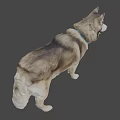 Smiling Gray White Fur Dog With Blue Collar Tag Standing On Gray Background