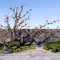 Ornamental Flowering Tree With Pink Blossoms Against Stone Wall Moss Scattered Petals And Green Plants