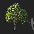 Lush Green Tree With Dense Leaves Trunk And Human Silhouette In Outdoor Scene