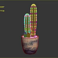 Tall Columnar Cactus Plant in Blue and White Decorative Pot on Gray Background