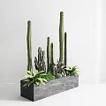 Green Plant Combination With Tall Columnar Cacti And Short Clustered Succulents In Grey Rectangular Planter