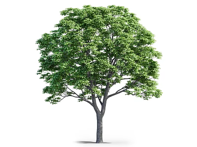 Healthy Green Arbor With Lush Foliage And Sturdy Trunk In White Background 3d model