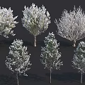 Various Arbor Tree Species With Diverse Foliage And Growth Forms For Landscaping