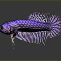 Vibrant Purple And Black Betta Fish With Gorgeous Fins And Scales
