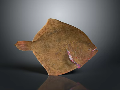 Detailed Brown Flounder Fish With Red Body Part On Gray Background 3d model