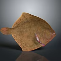 Detailed Brown Flounder Fish With Red Body Part On Gray Background